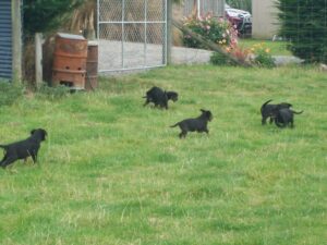 Pups playing in the grass