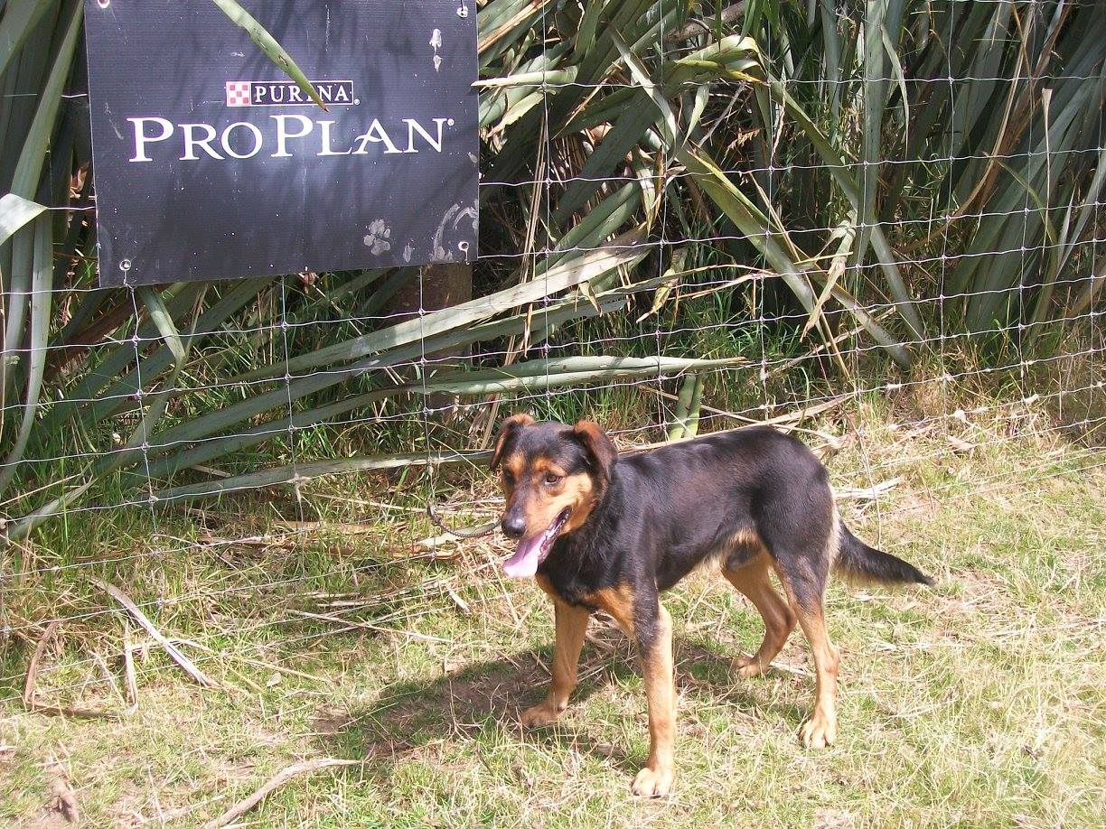 Huntaway Millie, pups mother